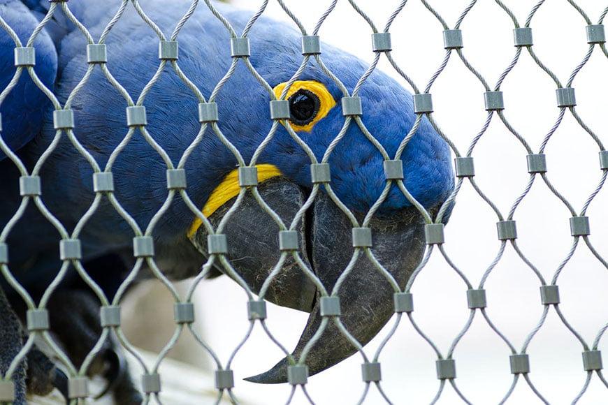 Daily health monitoring weight droppings appetite respiration and behavior cues