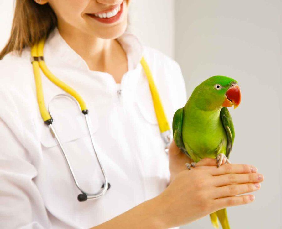 Recognizing the moment to go Changes in droppings, appetite, breathing, and behavior that warrant a vet visit