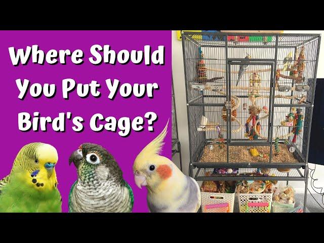 Cage Placement Tips: Where to Keep Your Bird at Home