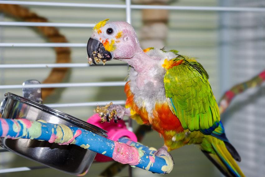 Why Is My Bird Losing Feathers? Causes and Solutions