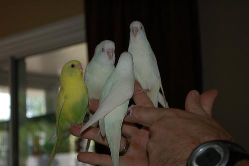 How to Quarantine a New Bird Before Introducing It