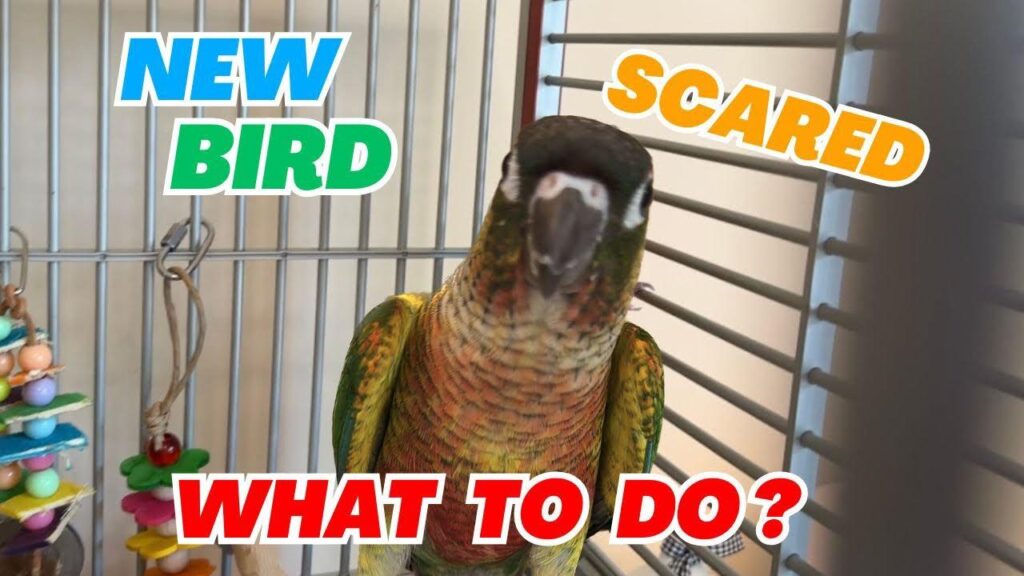 How to Build Trust With a Scared or New Bird