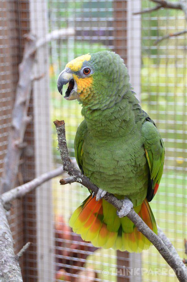 Why Is My Parrot Screaming? 8 Common Reasons