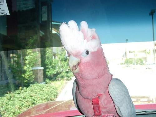 Why Your Bird Suddenly Acts Afraid of You