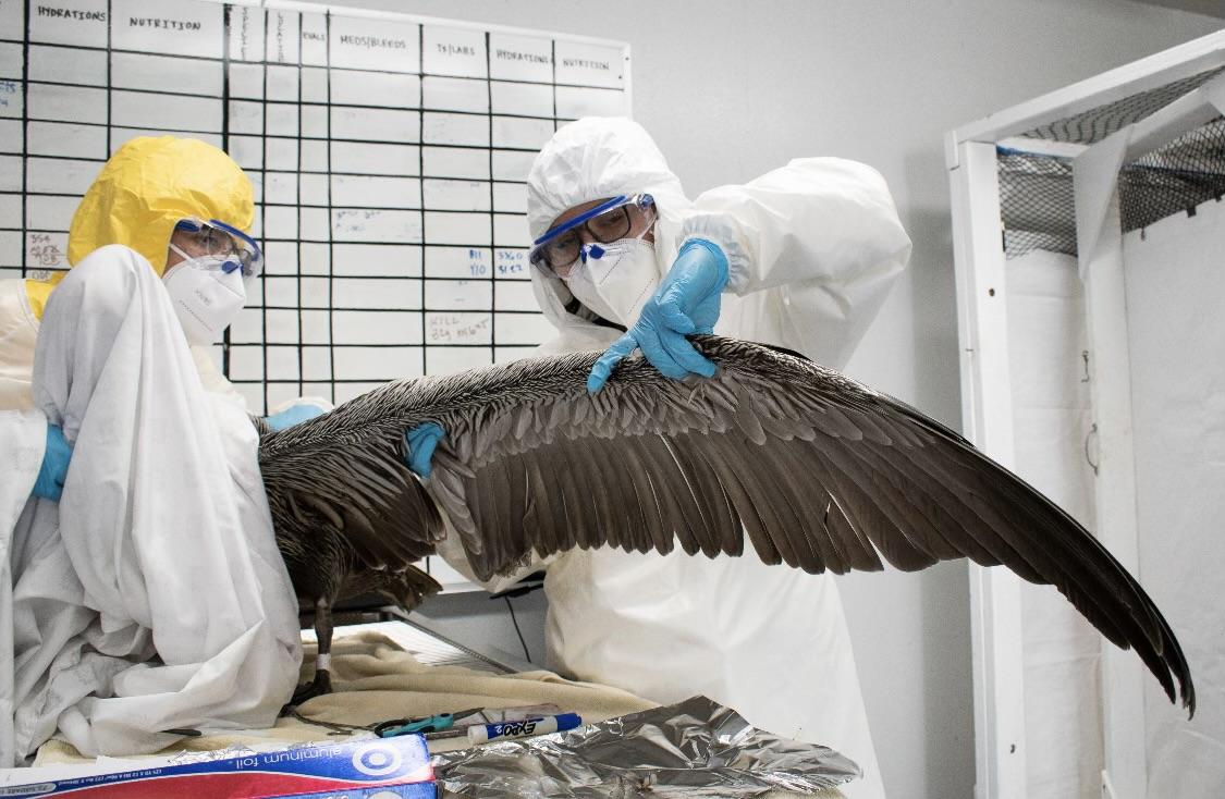 Preventive care timeline nutrition parasite control diagnostics and veterinary checkups