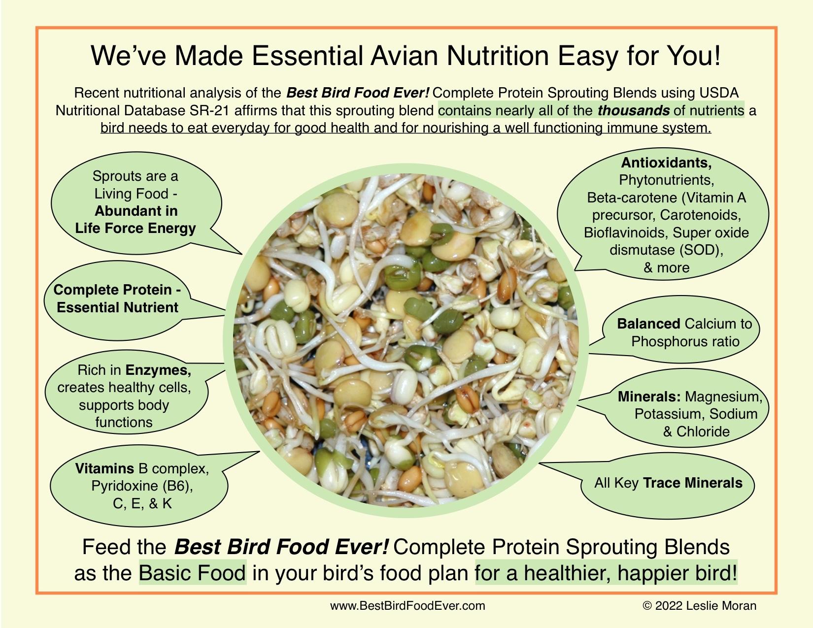 Avian nutrition essentials for smoothies focusing on calcium rich greens beta carotene fruits and clean hydration