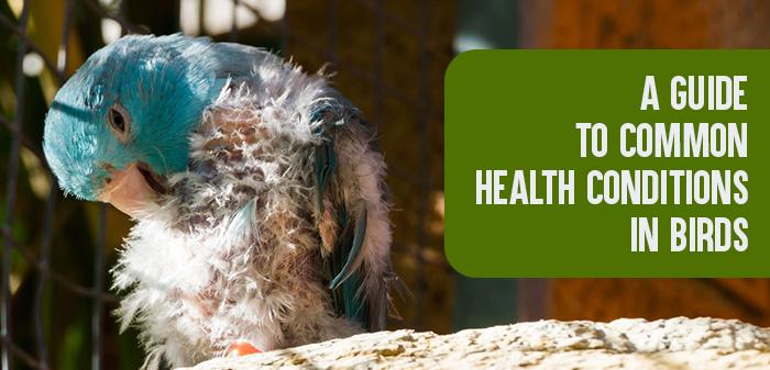 Red flags for medical issues and how to partner with your vet and behaviorist