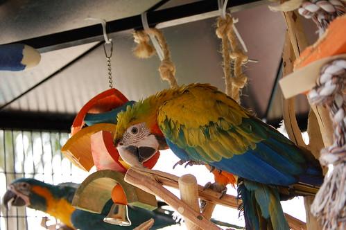 Understanding sudden fear in companion birds and what it signals