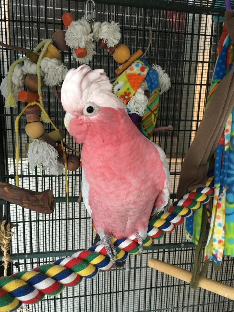 Set the cage at human eye level near daily family life but not in a corridor doorway or constant footpath