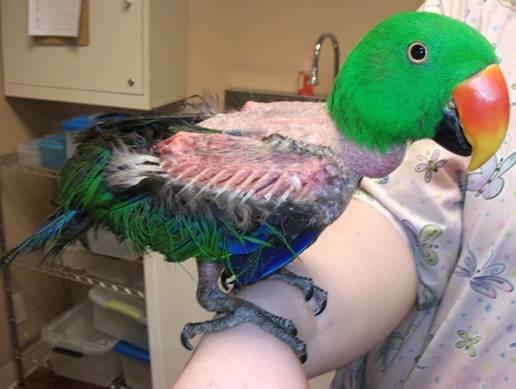 Your Action Plan: Home Fixes, Vet Diagnostics and a Prevention Checklist