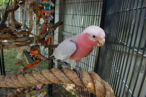 Back one side against a solid wall provide a dark quiet sleep corner at night and keep space for easy cleaning and safe access