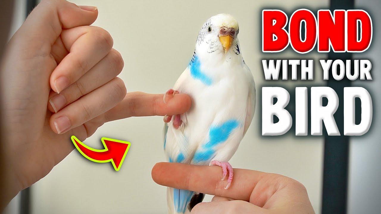 Trust building sessions that work: hand presence, target training, and reward timing tailored to species and temperament