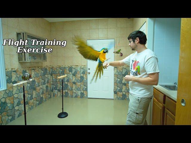 Training routines enrichment and reinforcement plans that replace screaming with calm cues