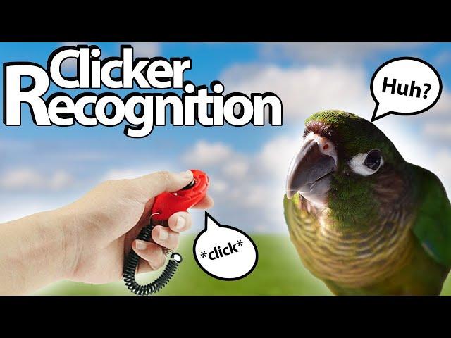 Use daily training micro sessions for clicker targeting recall and novel object confidence