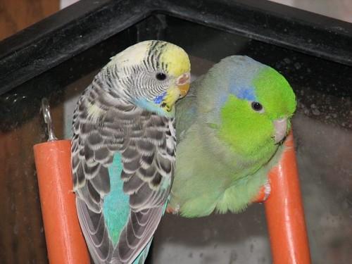 Setting up a calm quarantine room ventilation lighting distance and cleaning routines