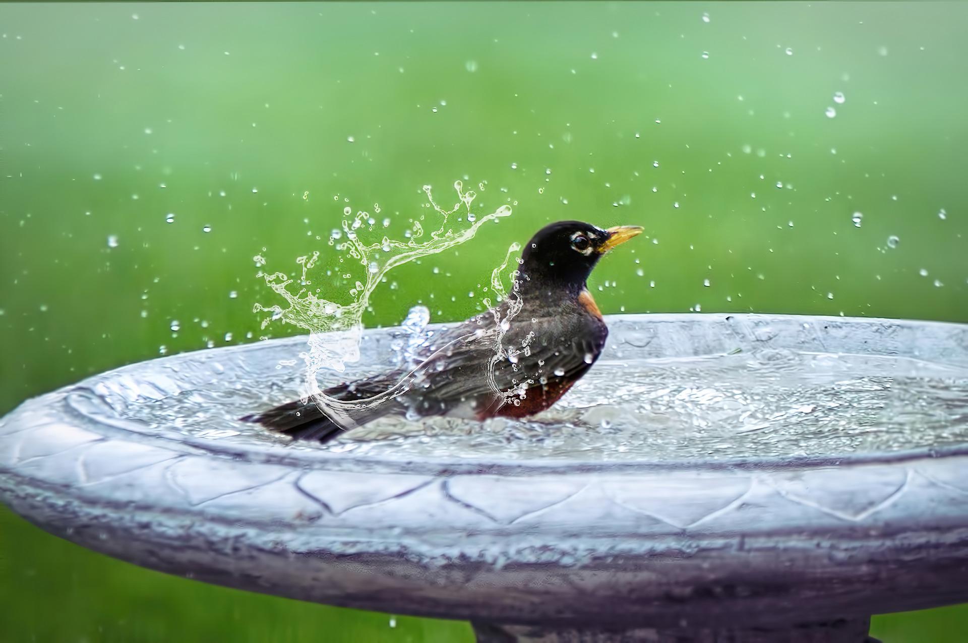 How Often Should Your Bird Bathe by Species, Climate, and Life Stage