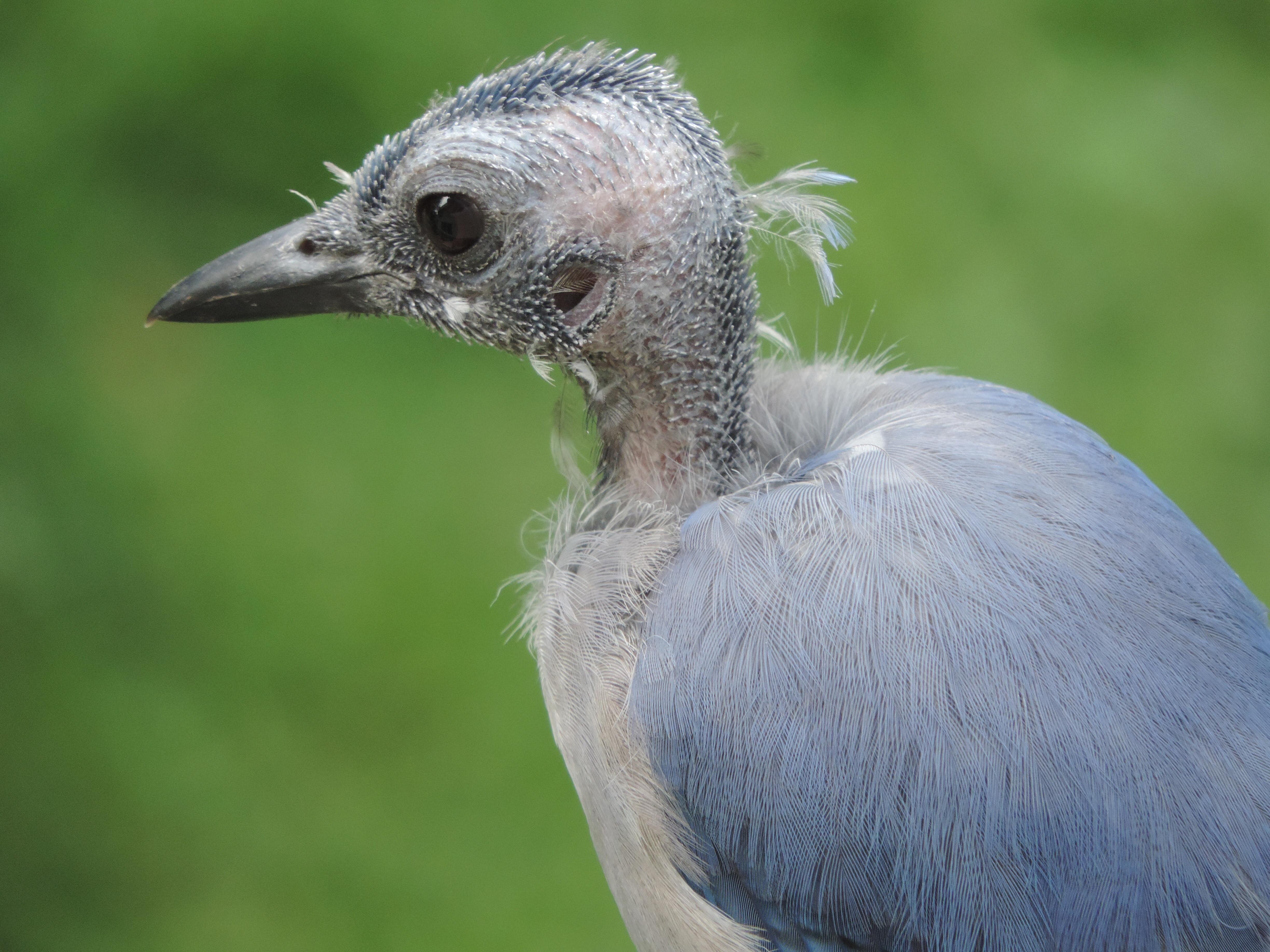 Health Conditions Behind Bald Patches: Parasites, Viral Disease, Hormones and Liver Function