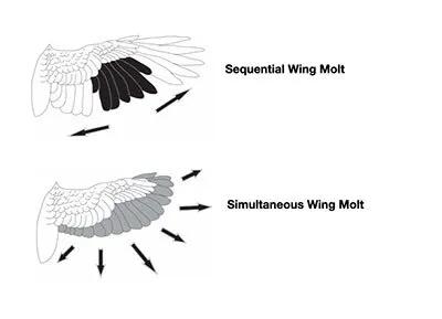 Molt or Malady: How to Read Feather Loss Patterns and Spot Red Flags