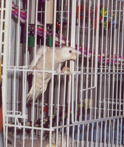 Materials bar spacing and finishes that endure strong beaks and active minds