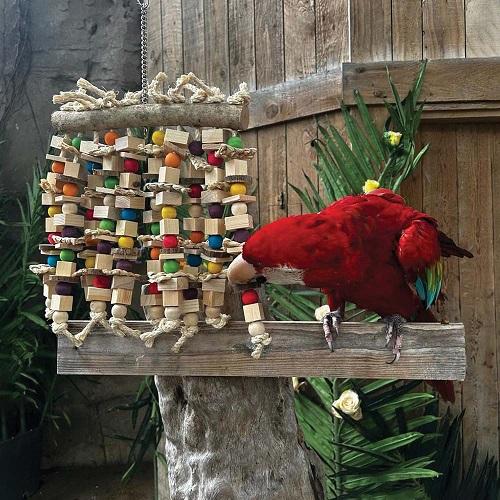 Schedule a weekly enrichment plan with sound playlists safe indoor flight circuits social time and rest