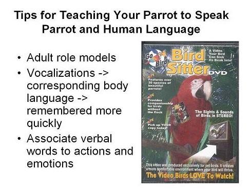 Speaking bird body language: reading eye pinning, feather posture, and breathing to time your interactions